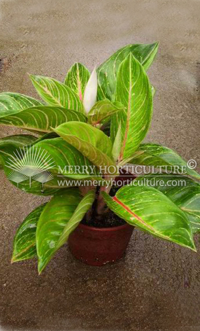 Aglaonema sitiphon